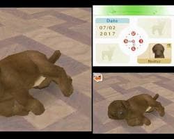 Nintendogs: Labrador & Friends ROM Download (USA) for Nintendo DS (NDS) - Screenshot 1